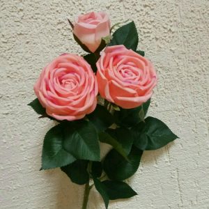 роза пионовидная 2+1 пудровая